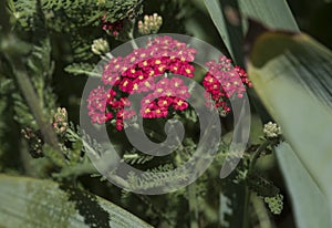 Plants: Close up of Achillea Millefolium `Red Velvet`, Yarrow flowers. 3 photo