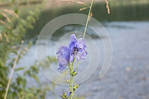 CLOSE UP OF AN ACONTITUM NAPELLUS BLUE FLOWER IN A RIVER OF A M