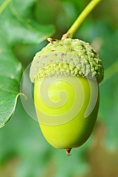 Close-up of an acorn