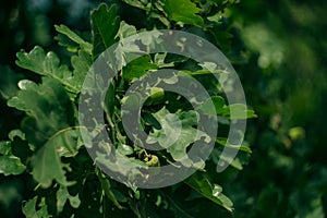 Close-up acorn in oak foliage on tree; blurred green nature background