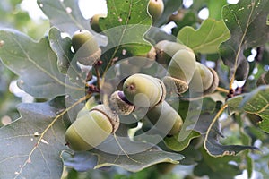 Close-up of acorns and leaves of an oak tree.