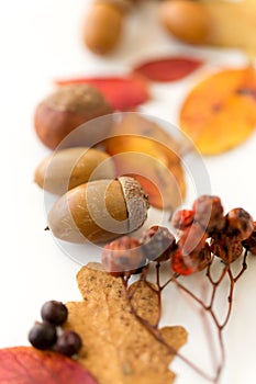 Close up of acorns, rowanberries and autumn leaves