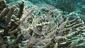 close up of acropora coral and damselfish at rainbow reef