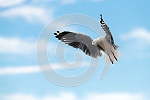 A close up action photograph of a seagull in flight