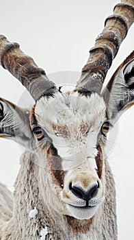 Close-up of an addax antelope in winter