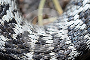 Close up of Adder, Vipera berus