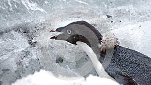 Close up of an Adelie penguin in Antarctica