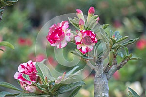 Close up Adenium arabicum flower.Common names include impala lily and desert rose.