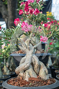 Close up Adenium arabicum flower.Common names include impala lily and desert rose.