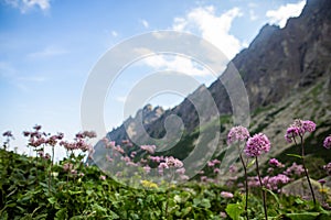 Detailní záběr na květiny Adenostyles alliariae, velká zima, údolí, vysoké tatry, slovensko