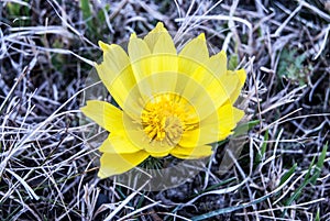 Close-up of adonis vernalis flower