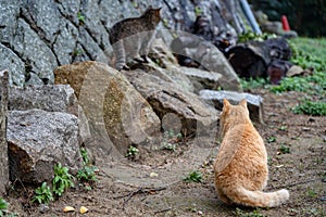 Close-up adorable cat relaxing in wild