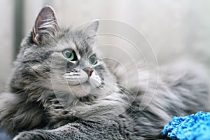 Close-up of Adorable Fluffy Silver Siberian Cat