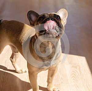 Close up of adorable french bulldog waiting wor a treat. Domestic pet