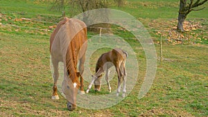 CLOSE UP: Adorable shot of a mare and foal pasturing in the serene countryside