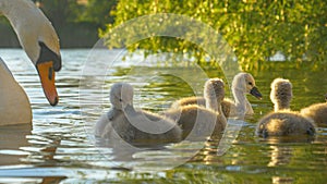 CLOSE UP: Adorable swan chicks dip their beaks and heads into the murky pond.