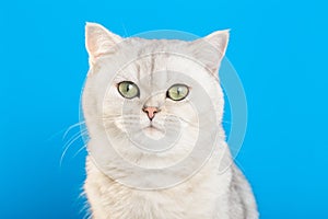 Close up of adorable white british cat on a blue background,