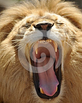 Close up of adult african male lion roaring showin