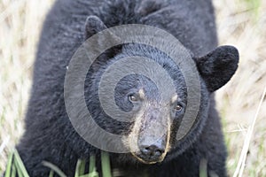 Close-up of adult Black Bear