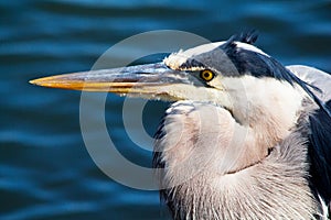 Close up of adult breeding Great Blue Heron with shaggy plumes on the back and neck