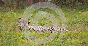 Close-up of adult cheetah in the grass looking after enemies