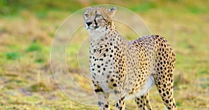 Close-up of adult cheetah looking after enemies