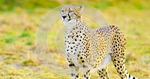 Close-up of adult cheetah looking after enemies