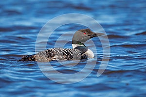 Close up of an adult common loon Gavia immer on Rainbow Flowage in Northern Wisconsin