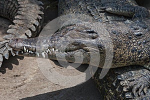 Close up of an adult crocodile