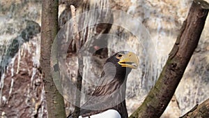 Close-up of an adult eagle with large, powerful yellow beaks.