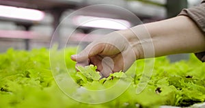 Close-up of adult female Caucasian hand touching green leaves of plants. Greenhouse worker enjoying growth of vegetables