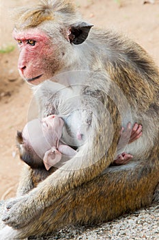 Close up of an adult female monkey with red face and her baby during breast feeding