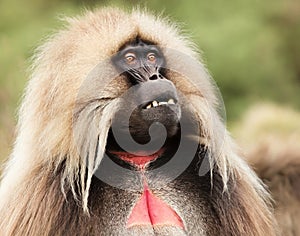Close up of an adult Gelada monkey