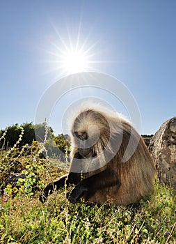 Close up of an adult Gelada monkey grazing