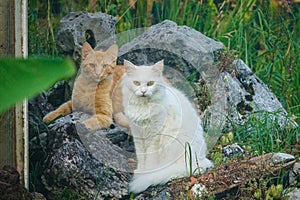 CLOSE UP: Adult ginger and white cats look at the camera while sitting on a rock