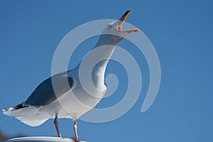 Close up of adult Herring Gull Larus argentatus calling