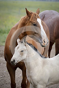 Close up of adult horse and a pony