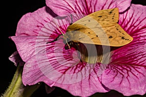 Isabella Tiger Moth - Pyrrharctia isabella photo