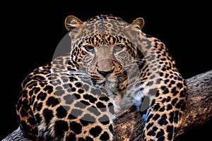 Adult leopard portrait. Animal on dark background