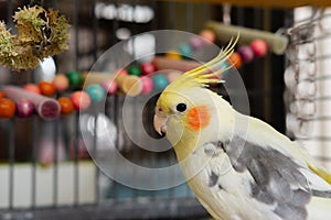 Close-up of an adult male Cockatiel tentatively looking at his owner.