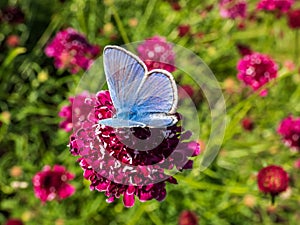 Close-up of adult male of the common blue butterfly or European common blue (Polyommatus icarus) with blue wings