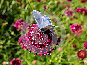 Close-up of adult male of the common blue butterfly or European common blue (Polyommatus icarus) with blue wings