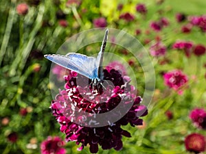 Close-up of adult male of the common blue butterfly or European common blue (Polyommatus icarus) with blue wings