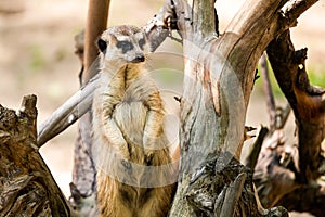 A close-up of the adult meerkat