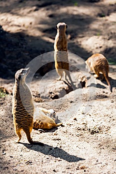 A close-up of the adult meerkat