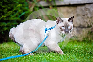 Close-up of an adult Mekong Bobtail cat posing on green grass outside. A cat walks on a green lawn with a blue leash. Young Cat,