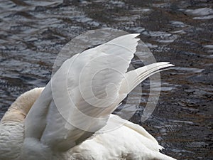 Adult mute swan (cygnus olor) cleaning it's feathers near a lake in sunlight with dark water background