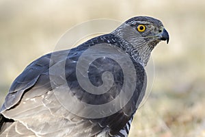 Close-up of an adult northern azor, Accipiter gentilis photo