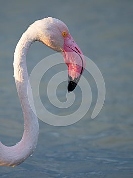 close up adult pink flamingo in its natural environment