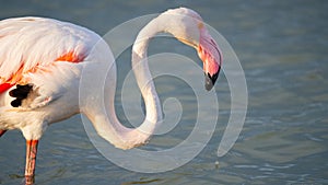 close up adult pink flamingo in its natural environment